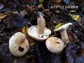 Lactarius pallidus-amf1117-1